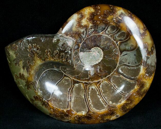 Wide Polished Ammonite Dish #7018